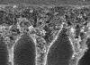 Diblockcopolymere unter dem Elektronenmikroskop Diblockcopolymere unter dem Elektronenmikroskop
