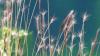 Hordeum comosum ist eine wilde Gerstenart, in der Sequenzen artfremder DNA aus der Unterfamilie der Panicoideae nachgewiesen wurden.