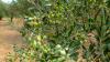 Olivenbaum, Gesunde Wirkstoffe, Terpene,