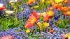 Feld mit Sommerblumen, Biodiversität verbessern