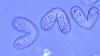 Ciliaten sind ergiebige Produzenten von Proteinmedikamenten. Ciliaten sind ergiebige Produzenten von Proteinmedikamenten.