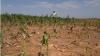 Maisfeld in Ghana