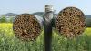 Nisthilfen aus Schilfhalme, die am Rand von Agrarflächen aufgestellt sind, können helfen, die Zahl der Wildbienen auf den Feldern erhöhen.