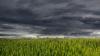 Dunkle Wolken überm Weizenfeld