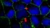 Fluoreszenzbild von PLGA Nanopartikel Ansammlungen in Einzelzellschicht a: Aufsicht; b: Querschnitt; rot: Nanopartikel; blau: Zellkerne; grün Zellmembran