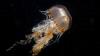 Chrysaora hysoscella ist eine im Atlantik und Mittelmeer weit verbreitete Kompassqualle.