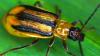 Der ursprünglich aus Mittelamerika stammende Westliche Maiswurzelbohrer (Diabrotica virgifera virgifera) tritt immer häufiger auch in Deutschland auf.