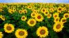 Die Sonnenblume ist äußerst anfällig gegen Krankheiten. Forscher wollen das ändern.