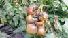Phytophthora ist ein Erreger der das Pflanzengift Cytolysin bildet und so Gemüse wie Tomaten befällt.