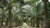 Palmölplantage in Malaysia: Das Land ist neben Indonesien der größte Palmölproduzent der Welt.