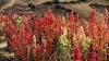 Die reisähnliche Pflanze Quinoa war Jahrhunderte lang das Hauptnahrungsmittel der Bewohner in den Andenregionen.