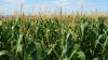 Mais ist einer der nachwachsenden Rohstoffe, aus denen sich die benötigten Komponenten für die  Polyesterpolyol-Herstellung gewinnen lassen.