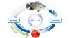 Tomatenfisch-Aquaponik-Kreislaufsystem Tomatenfisch-Aquaponik-Kreislaufsystem