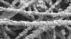 Geobacter Biofilm Geobacter Biofilm