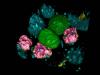 Zellen mit den synthetischen Organellen (Magenta)