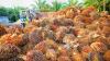 Palmöl ist eines der vielseitigsten Pflanzenöle weltweit. Einer der größten Palmölproduzenten ist Malaysia.