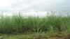 Anbau von Zuckerrohr in Brasilien