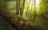 Wald – Waldboden Wald – Waldboden