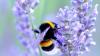 Eine Hummel im Lavendelfeld: Insekten sind für unsere Ökosysteme unverzichtbar.