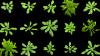 arabidopsis arabidopsis