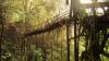 Über 50 Meter lange lebende Brücke bei Rangthylliang, Meghalaya (Indien)
