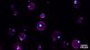 Künstliche Zellen mit Kompartimenten. Magenta kennzeichnet die Lipidmembran, Cyan die fluoreszenzmarkierten membranfreien Unterkompartimente.