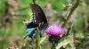 Die Schmetterlingsart Battus philenor ist vor allem in Nordamerika verbreitet, wo sie an der Bestäubung von Wildpflanzen beteiligt ist.