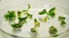 Raps-CRISPR-Mutagenese Raps-CRISPR-Mutagenese